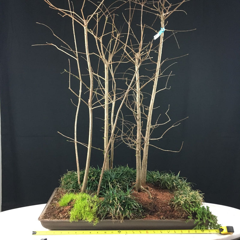 How to grow Baldcypress as bonsai