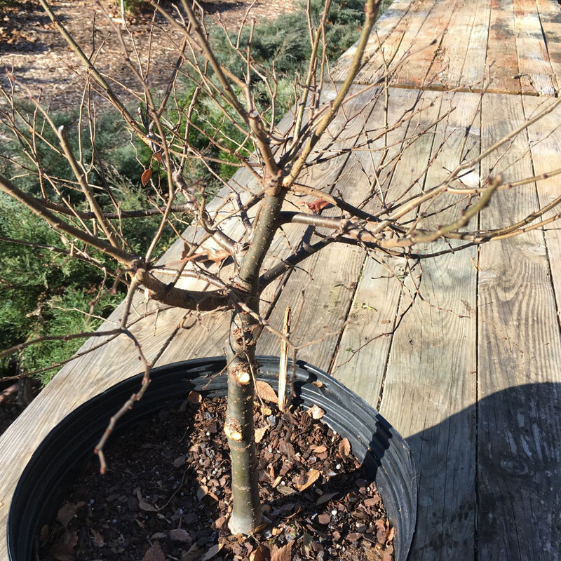 How to care for Zelkova as bonsai
