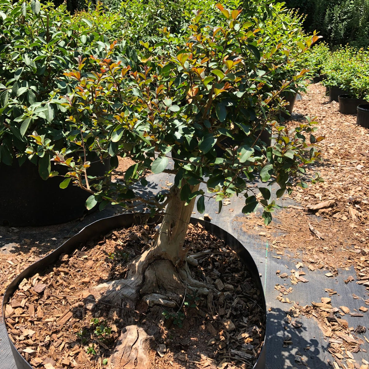 How to care for Crepemyrtle as bonsai