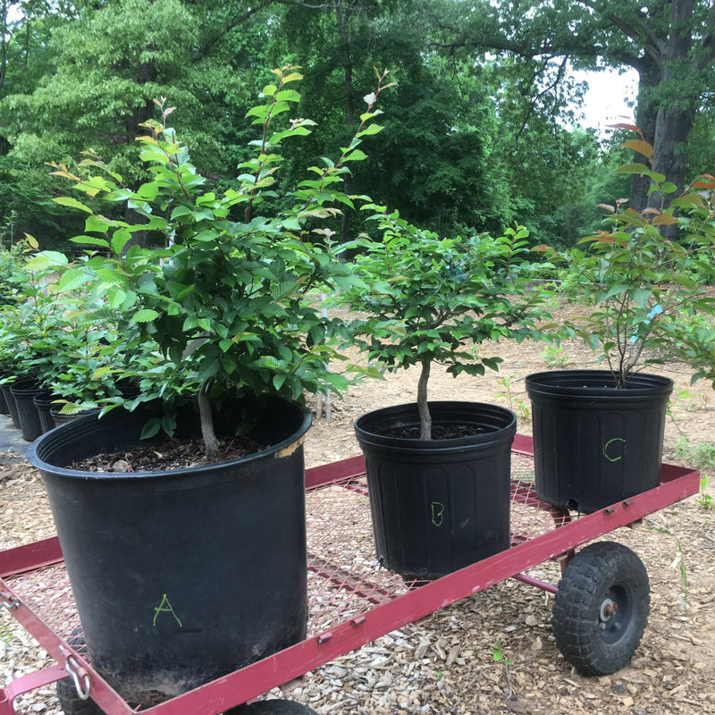 How to care for Hophornbeam as bonsai