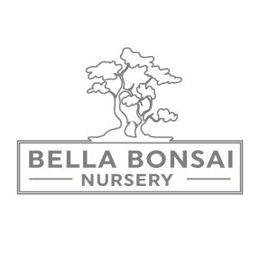 How to care for Ilex Verticillata Winterberry Holly Bonsai