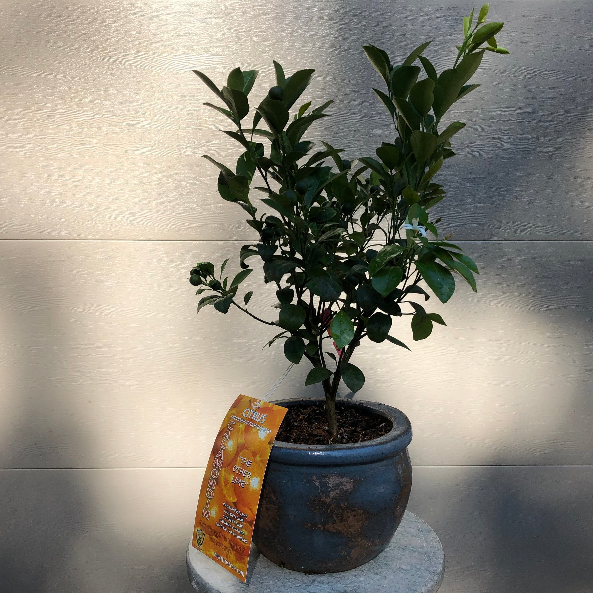 Citrus Fruit Bonsai Trees