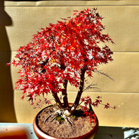 Japanese Maple Bonsai Tree 25JM56