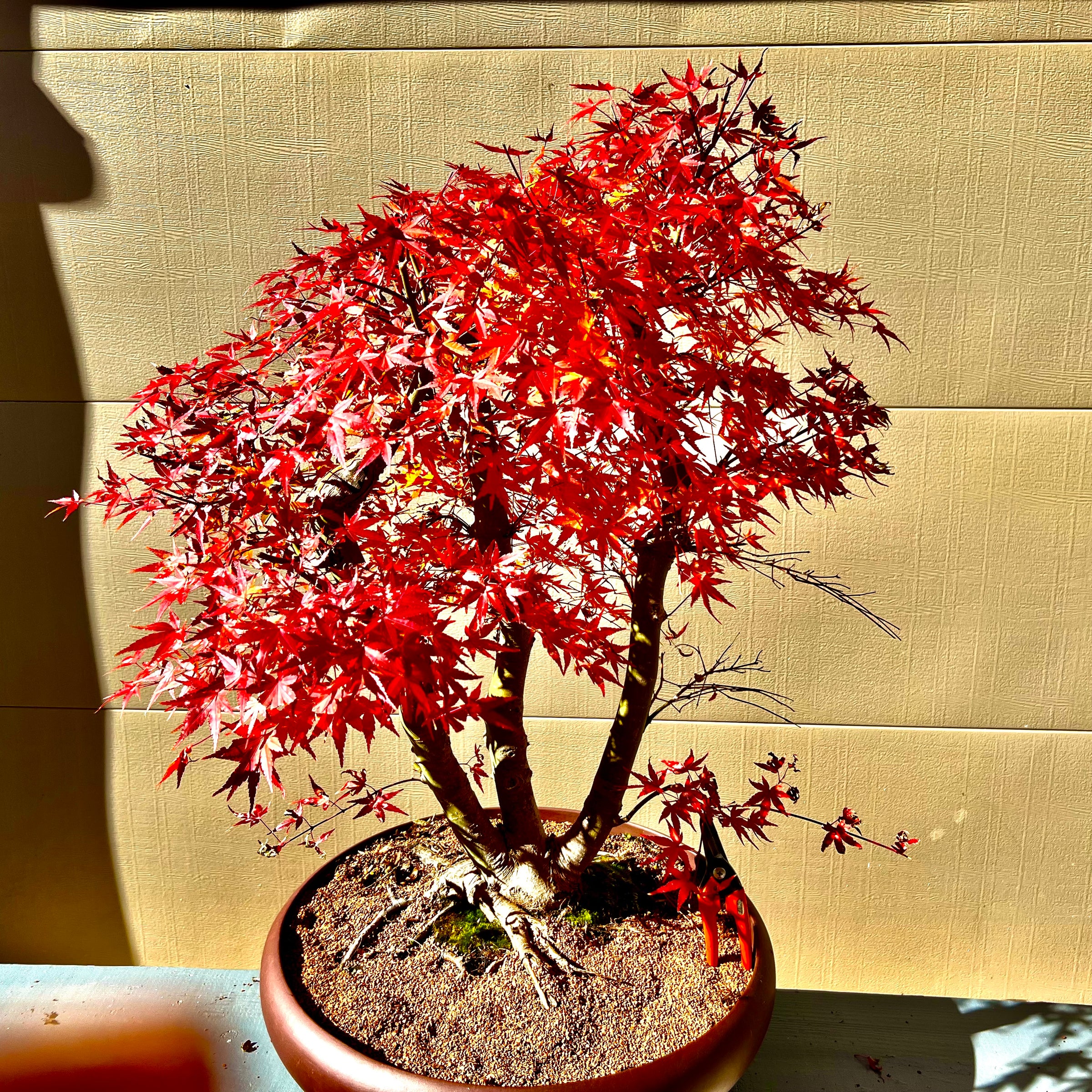 Japanese Maple Bonsai Tree 25JM56