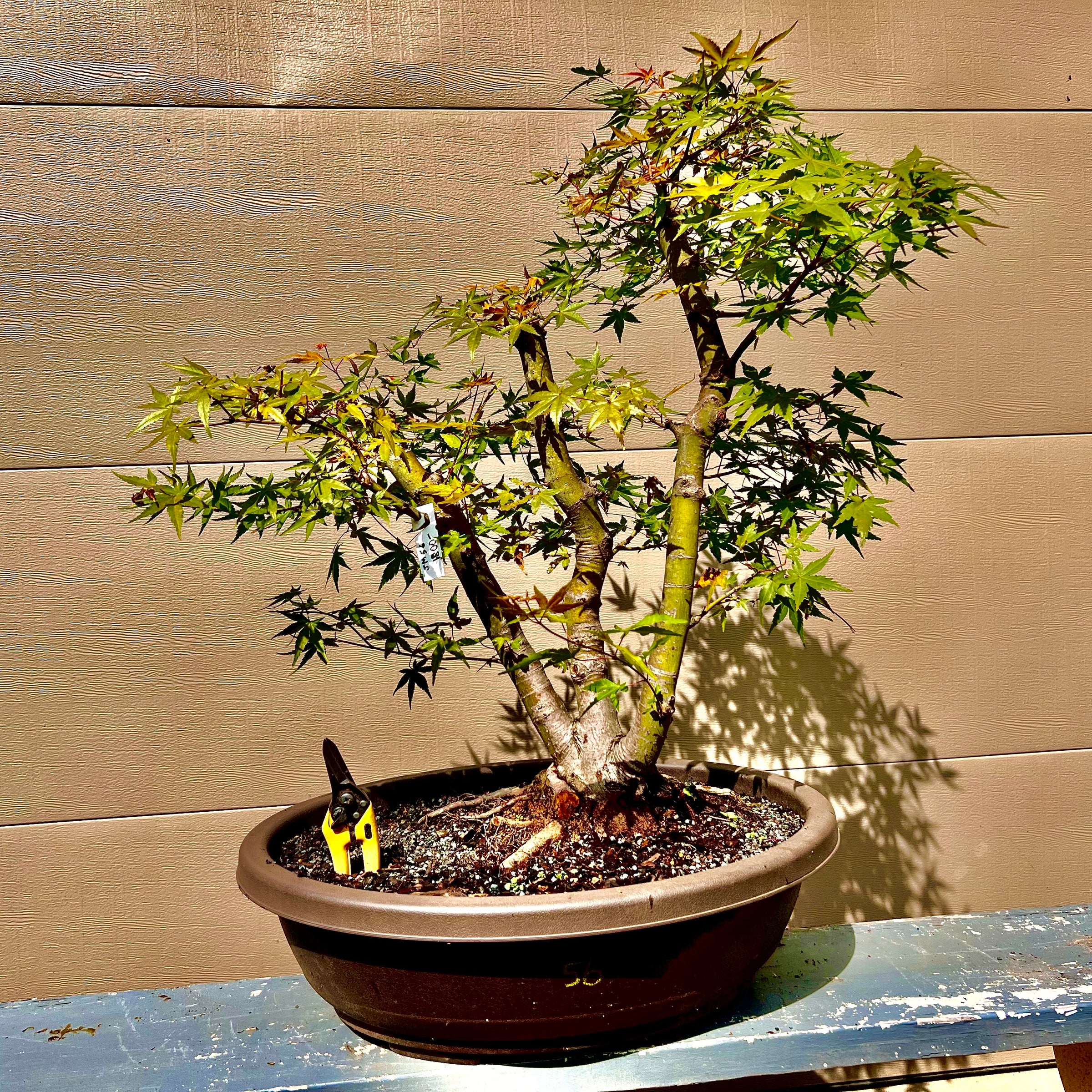 Japanese Maple Bonsai Tree 25JM56