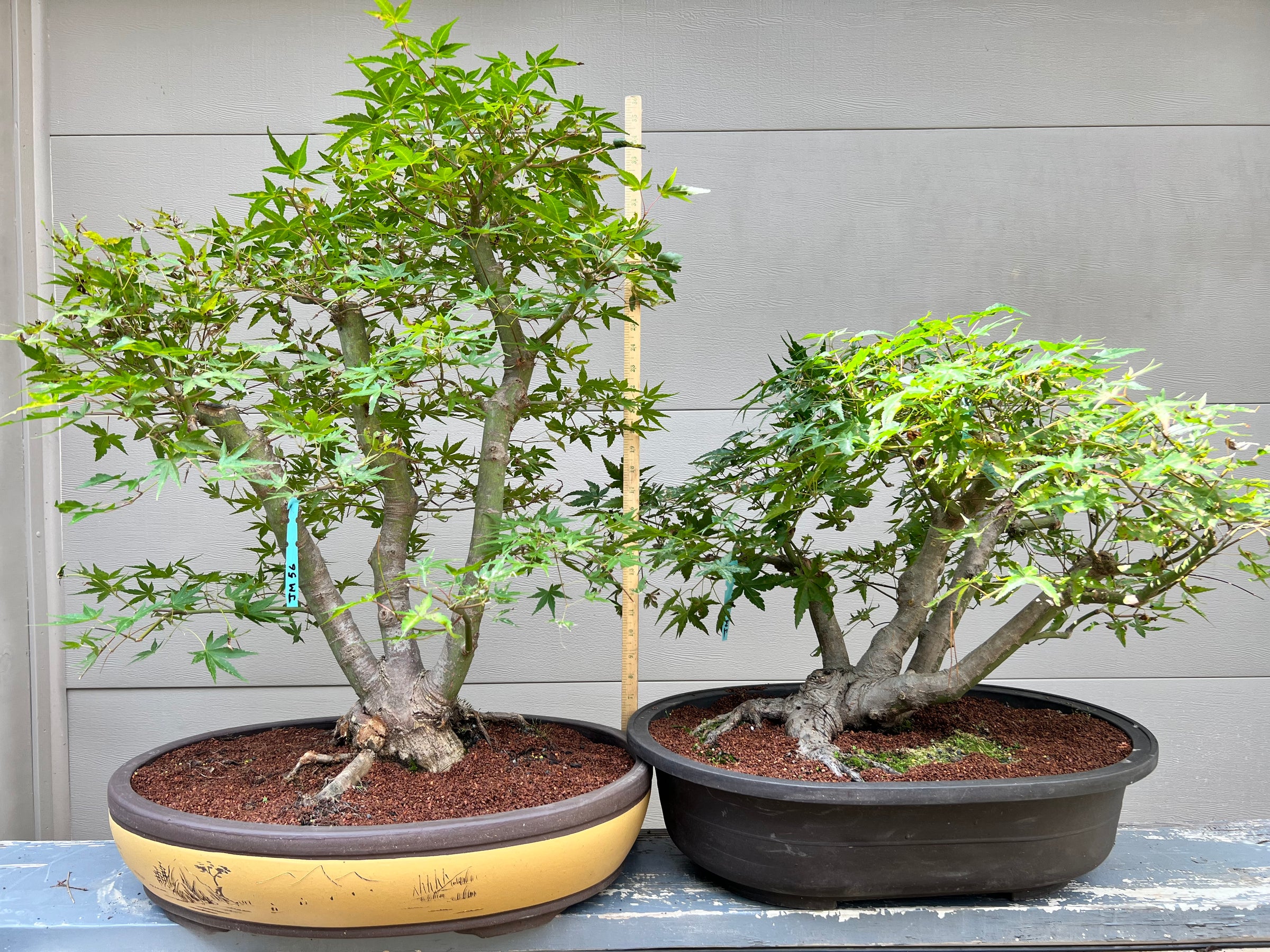 Japanese Maple Bonsai Tree 25JM56