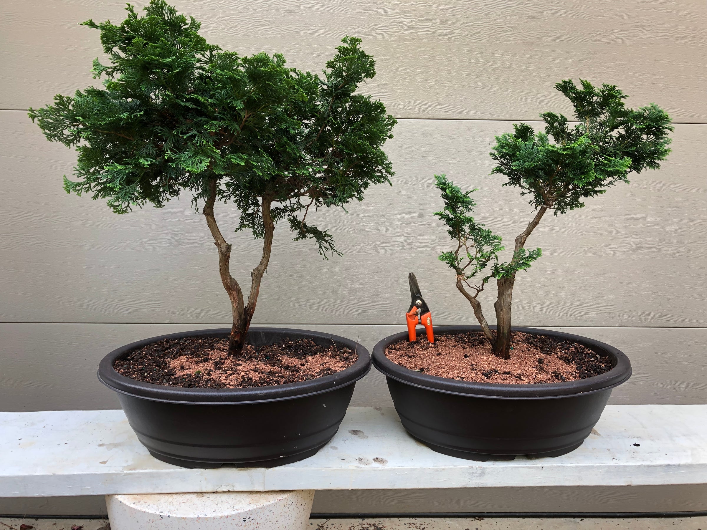 Hinoki Cypress