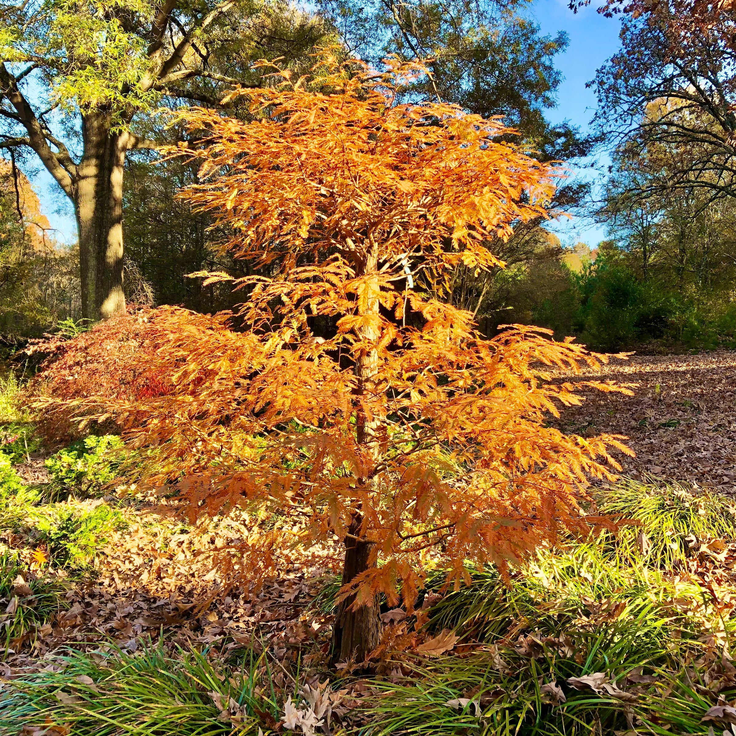 Baldcypress Bonsai Tree 3