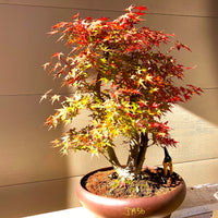 Japanese Maple Bonsai Tree 25JM56