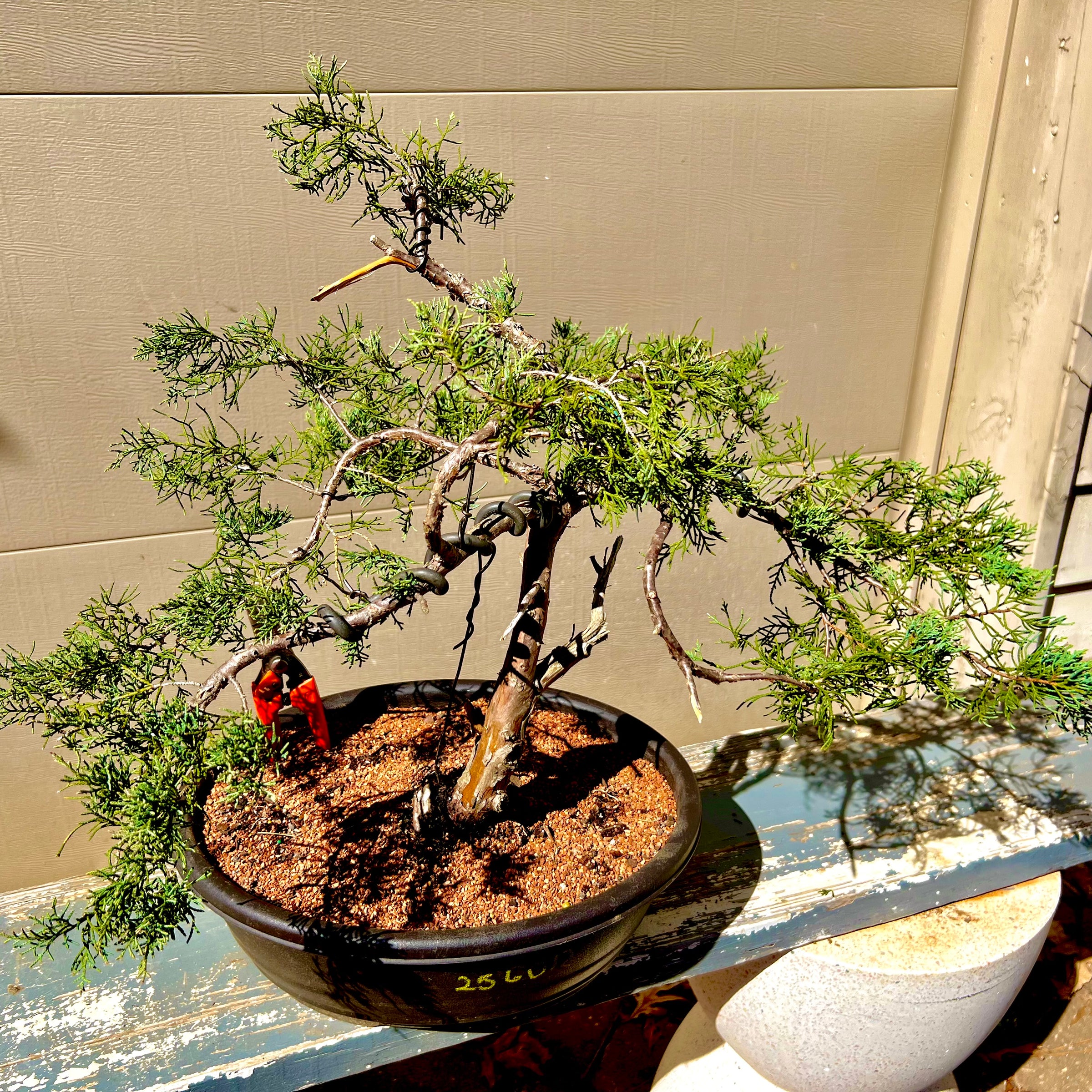 Grey Owl Juniper Bonsai 25GoJ12