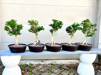 Blauer Heinz dwarf Boxwood 25BhB15