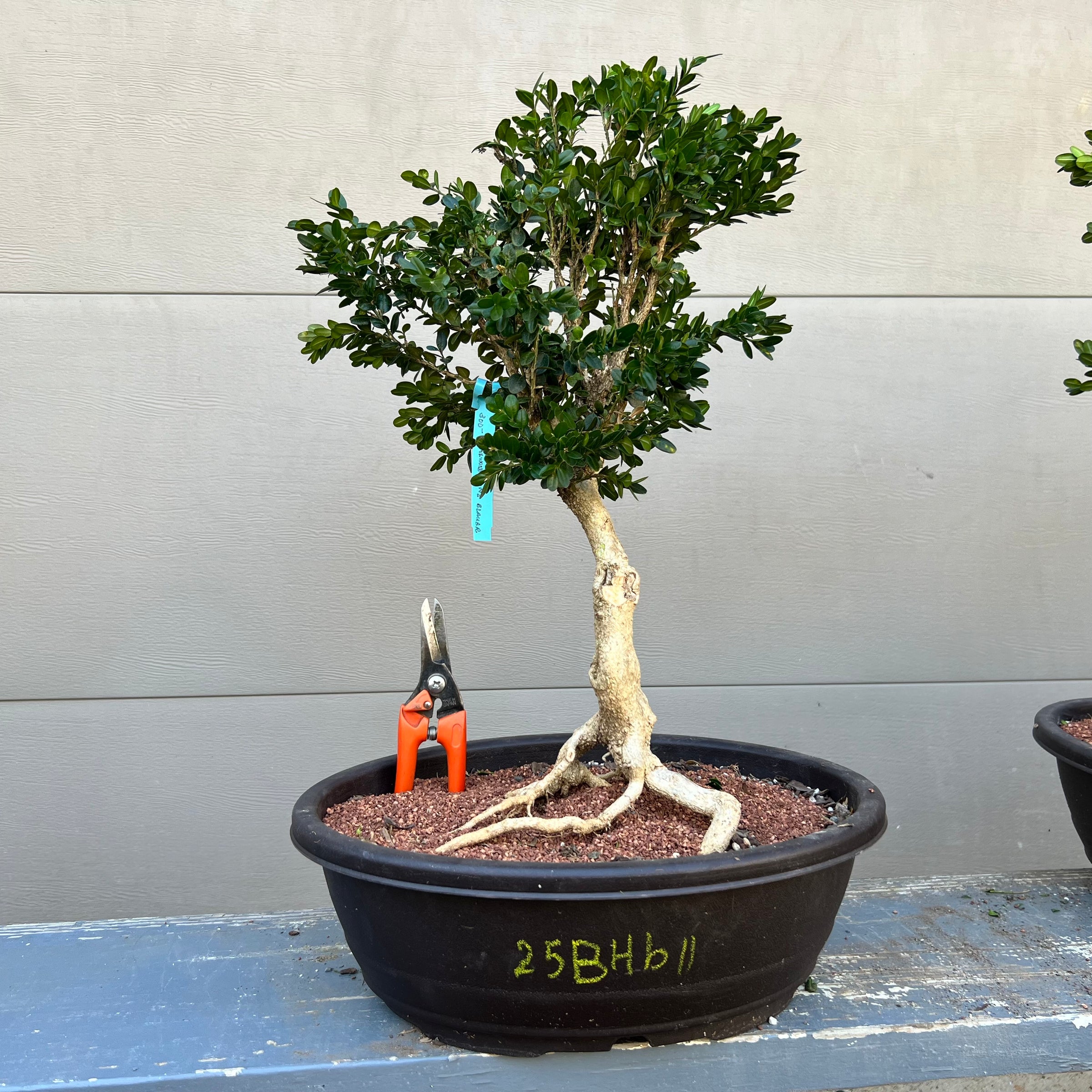 Blauer Heinz Boxwood Bonsai 25BHb11