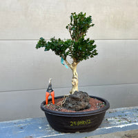 Blauer Heinz dwarf Boxwood Bonsai 25BhB12