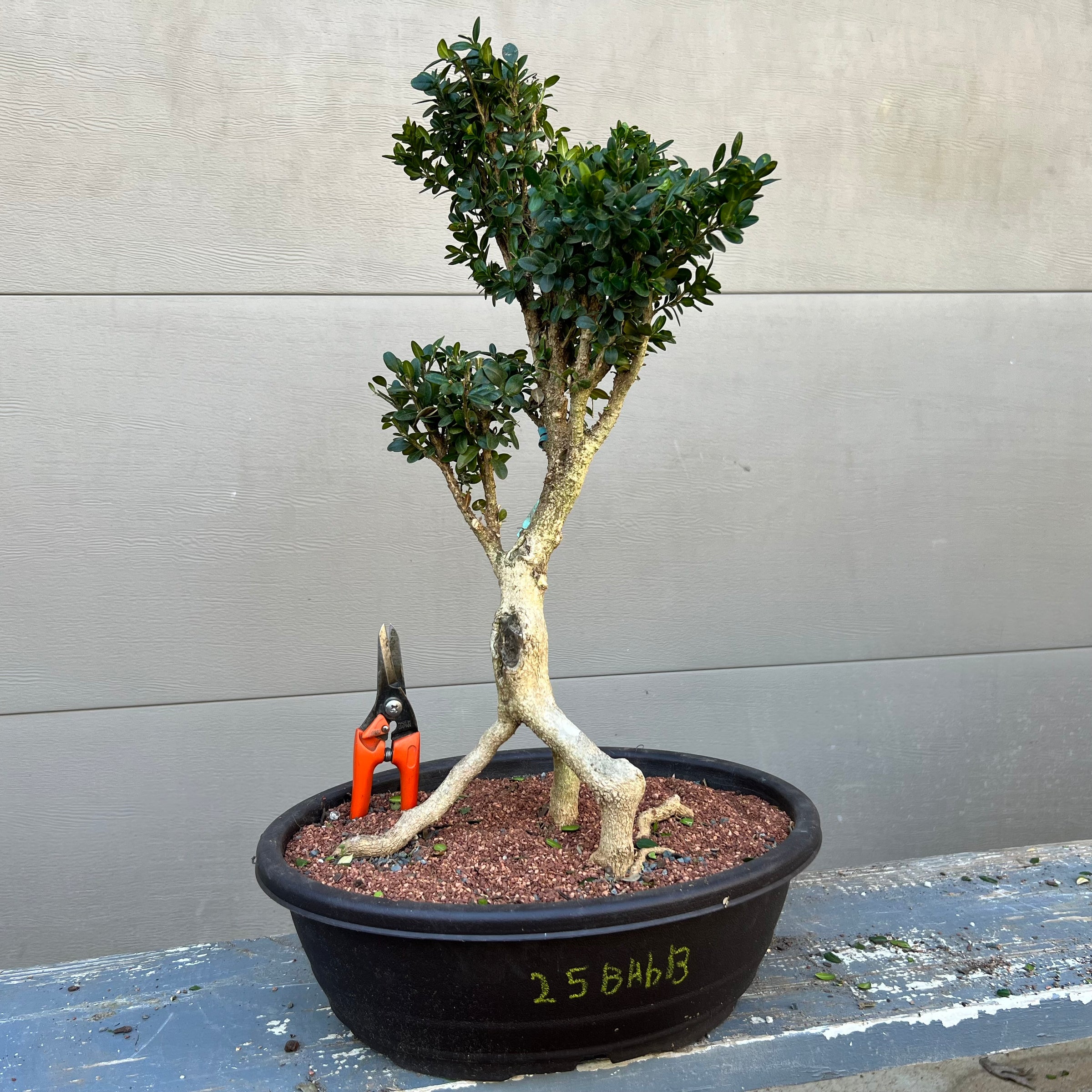 Blauer Heinz dwarf Boxwood Bonsai 25BhB13