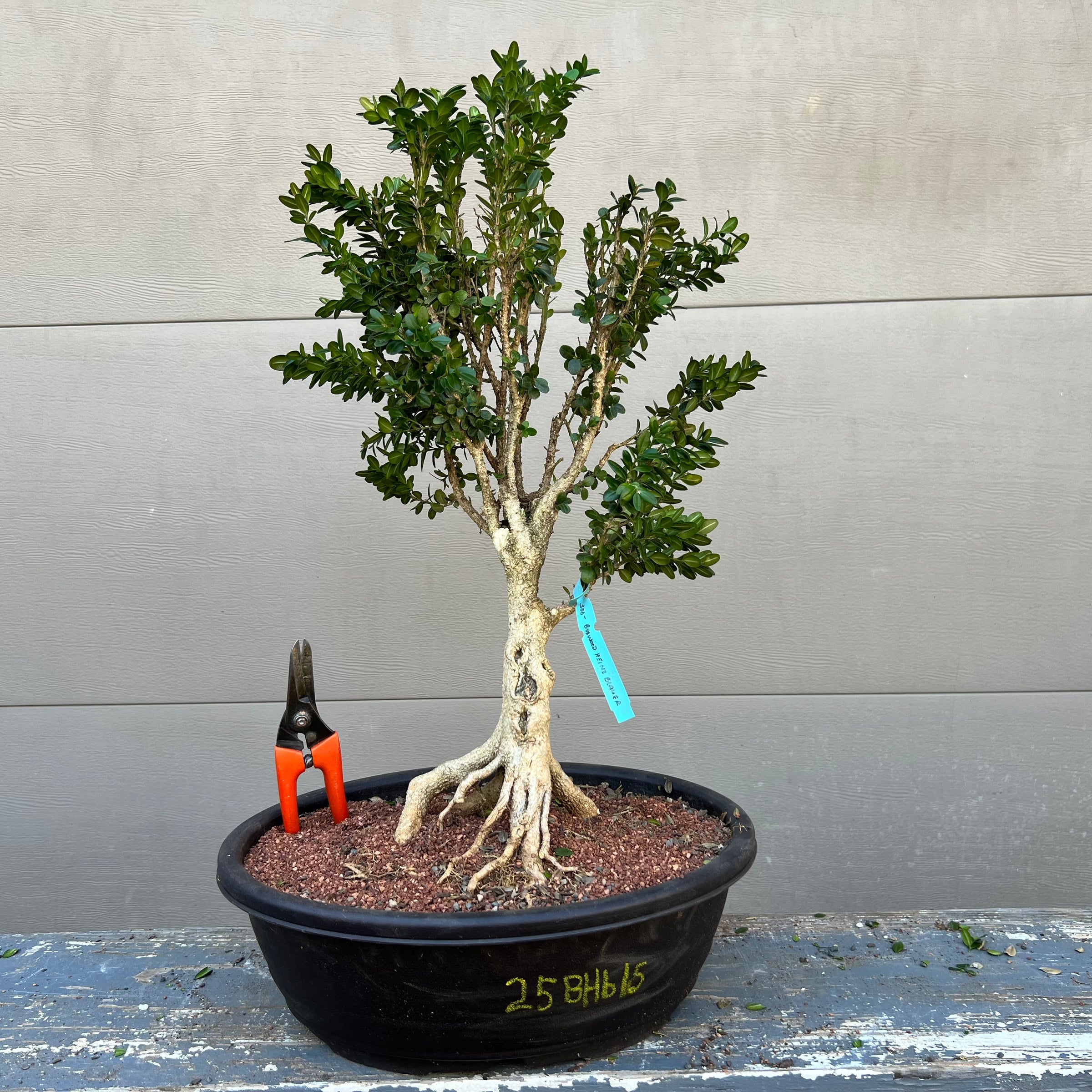 Blauer Heinz dwarf Boxwood 25BhB15