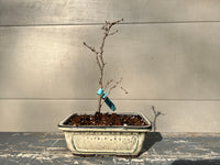 Kojo-no-mai Cherry Bonsai2