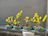 Forsythia ‘ShowOff Sugar Baby’ 25FSb14