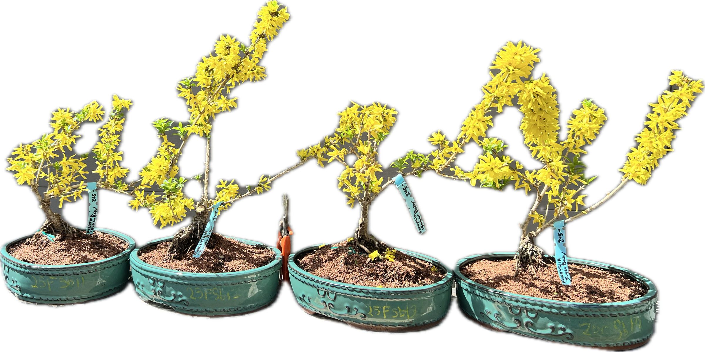 Forsythia “Show Off Sugar Baby” 25FSb12