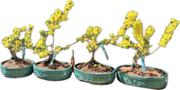 Forsythia ‘ShowOff SugarBaby’ 25FSb11