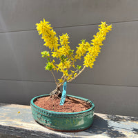 Forsythia ‘ShowOff Sugar Baby’ 25FSb14