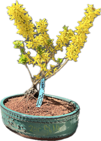 Forsythia ‘ShowOff Sugar Baby’ 25FSb14