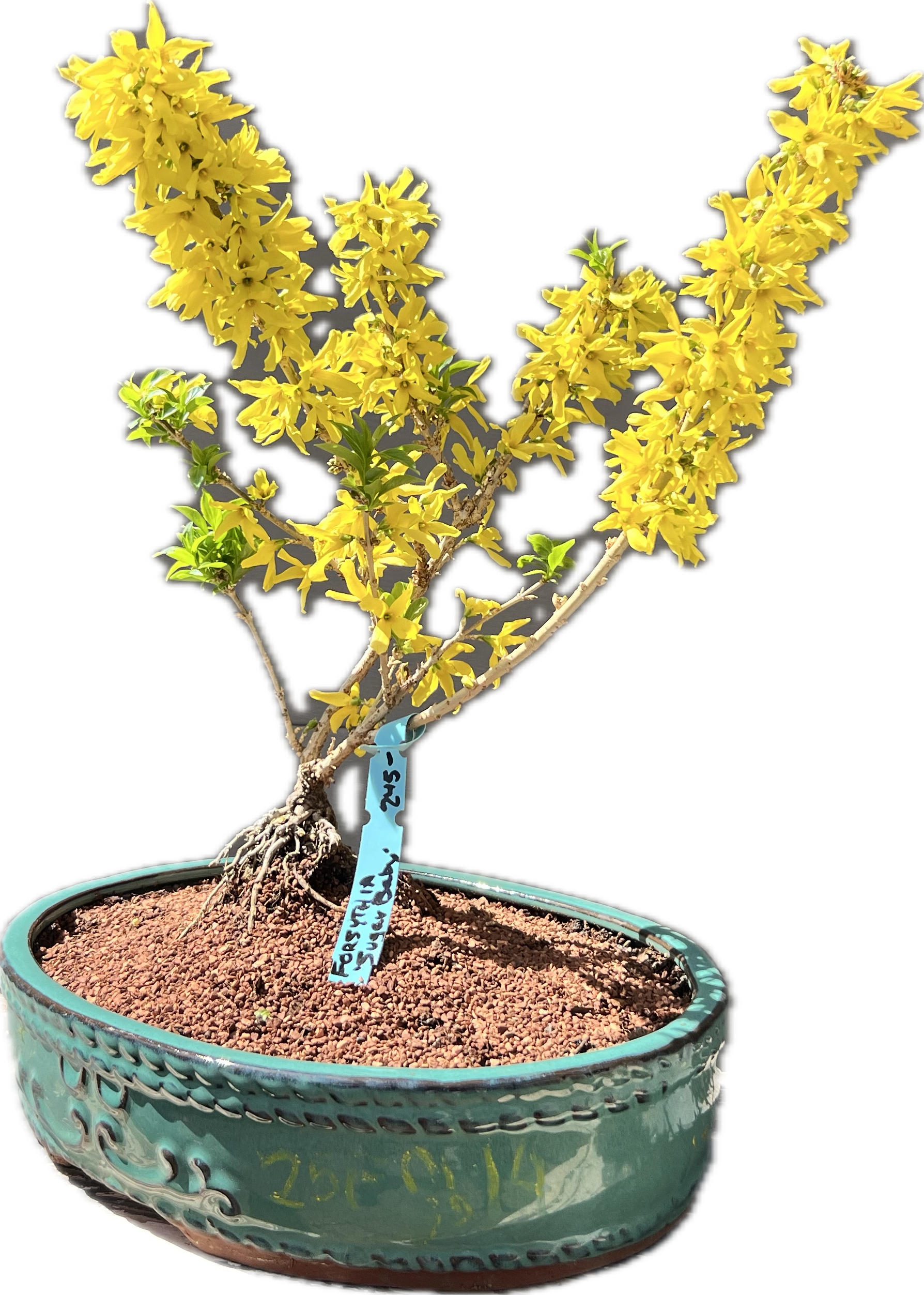 Forsythia ‘ShowOff Sugar Baby’ 25FSb14