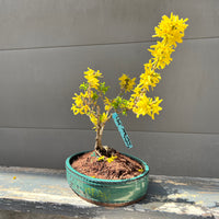 Forsythia “Show Off Sugar Baby” 25FSb13