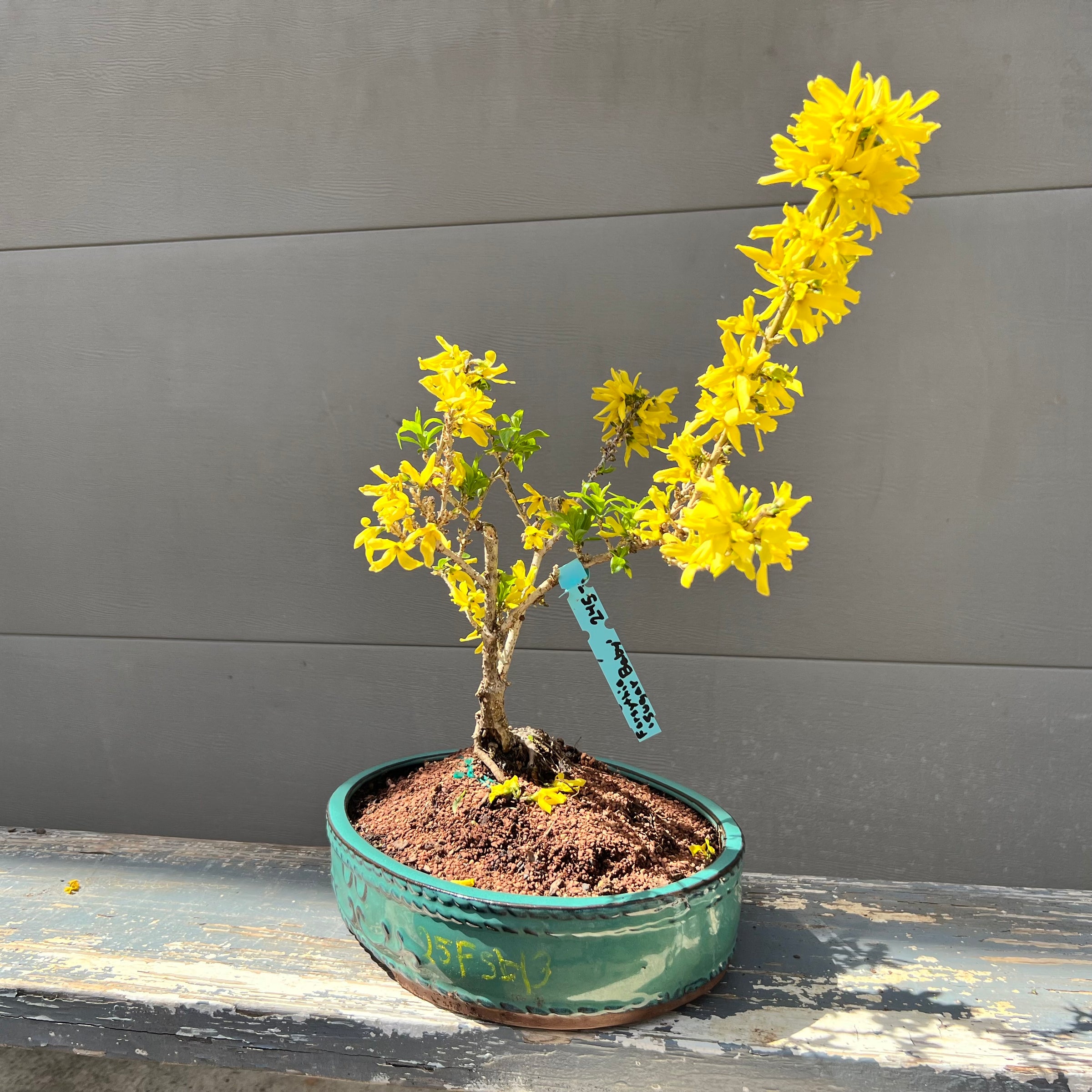 Forsythia “Show Off Sugar Baby” 25FSb13