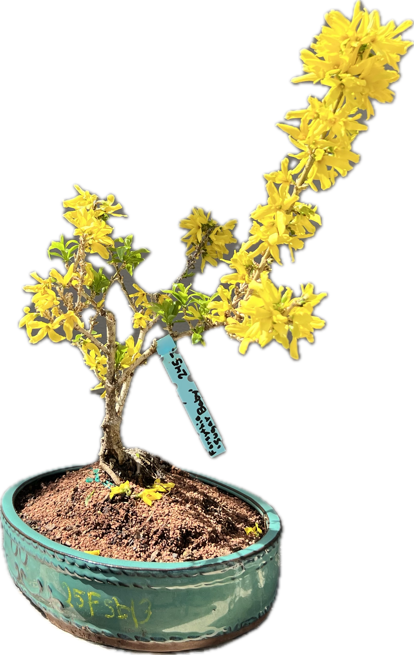 Forsythia “Show Off Sugar Baby” 25FSb13