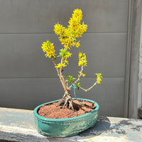 Forsythia “Show Off Sugar Baby” 25FSb12