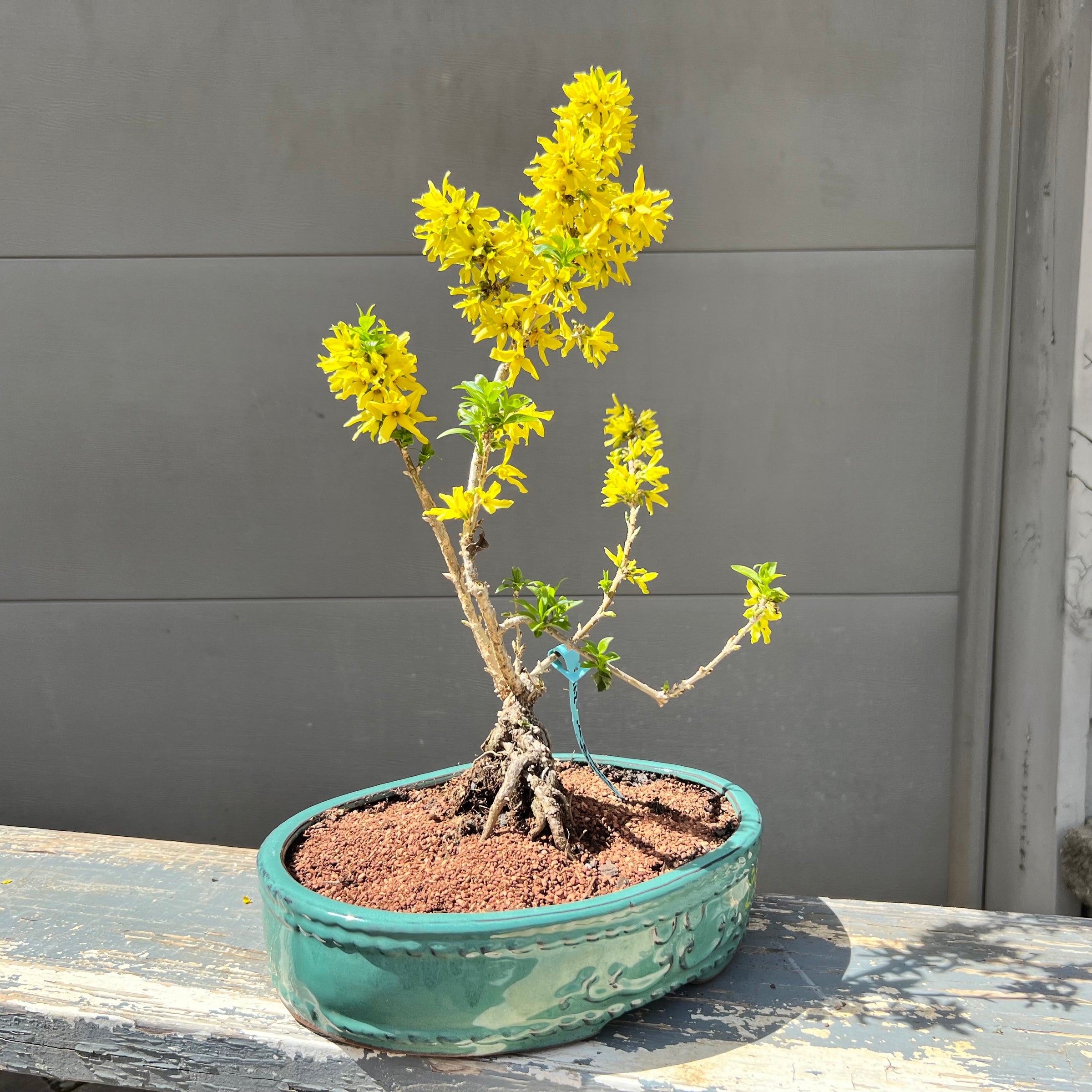 Forsythia “Show Off Sugar Baby” 25FSb12