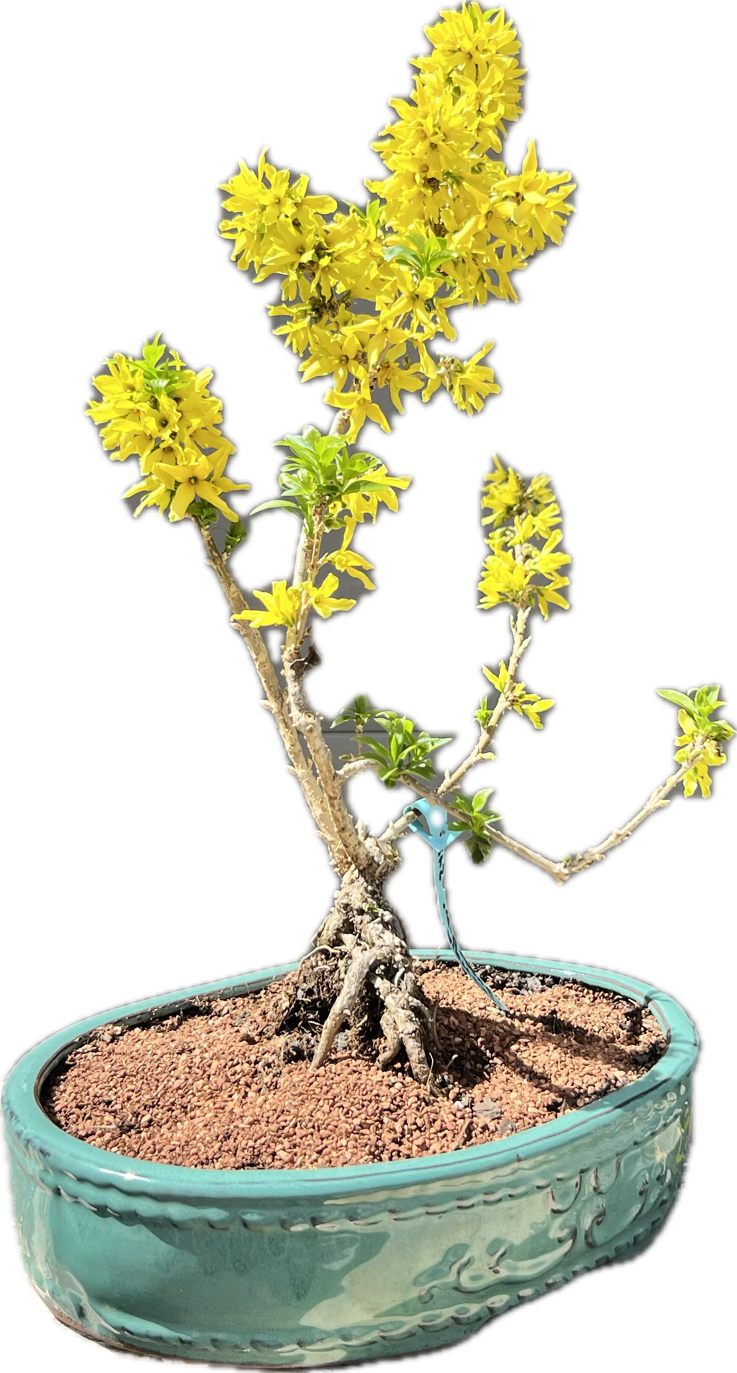 Forsythia “Show Off Sugar Baby” 25FSb12