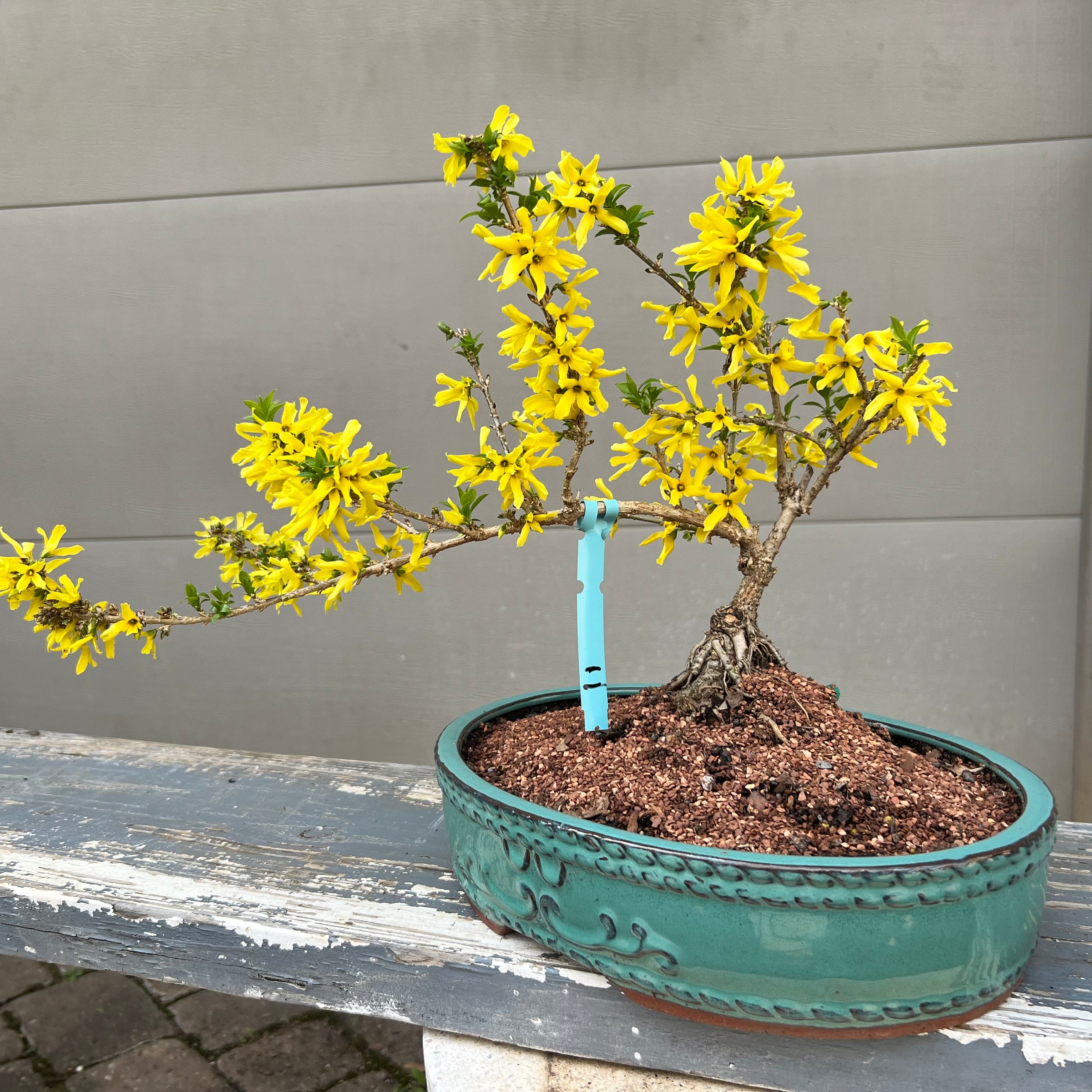 Forsythia ‘ShowOff SugarBaby’ 25FSb11
