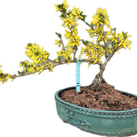 Forsythia ‘ShowOff SugarBaby’ 25FSb11