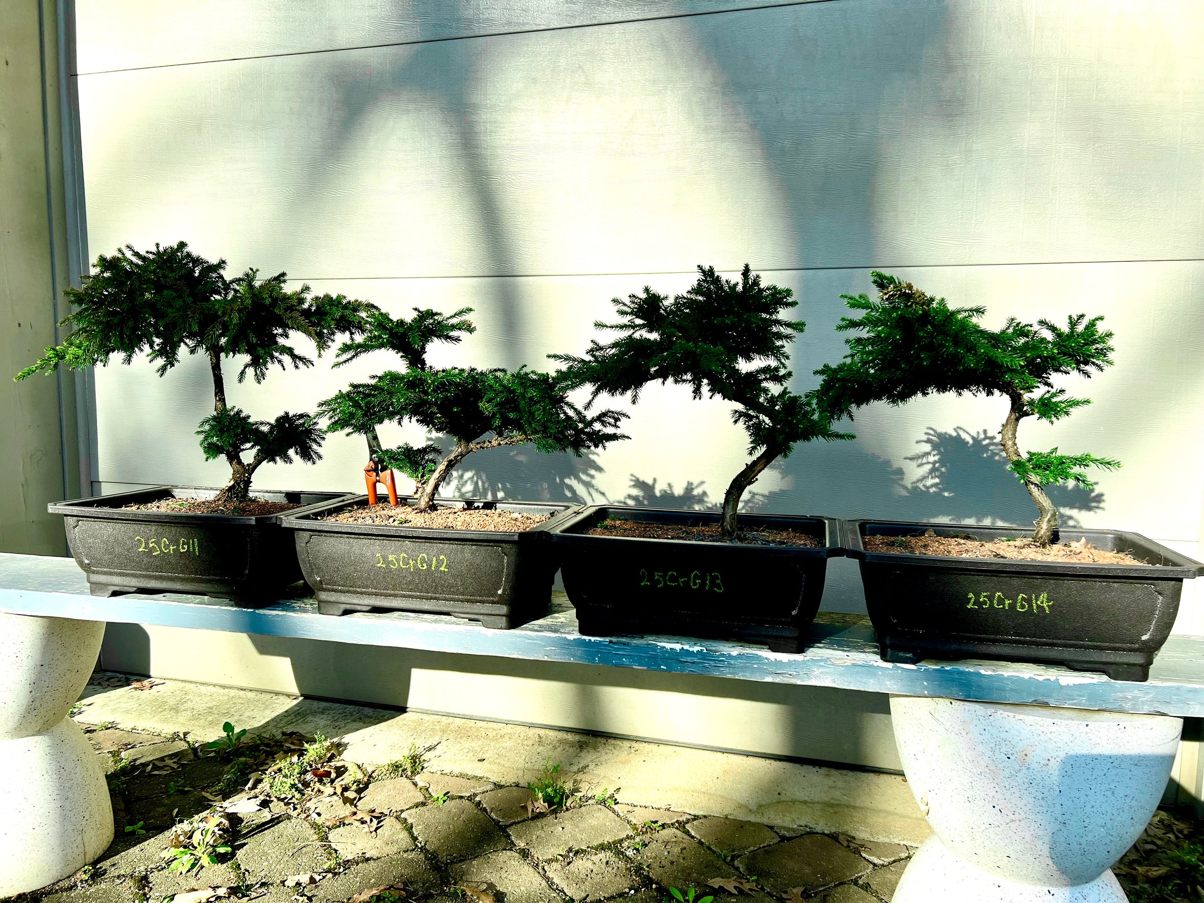 Japanese dwarf Cryptomeria’Gyokuryu’ 25CrG11