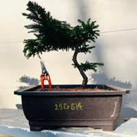 Dwarf Japanese Cedar ‘Gyokuryu’ 25CrG14