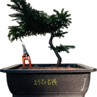 Dwarf Japanese Cedar ‘Gyokuryu’ 25CrG14