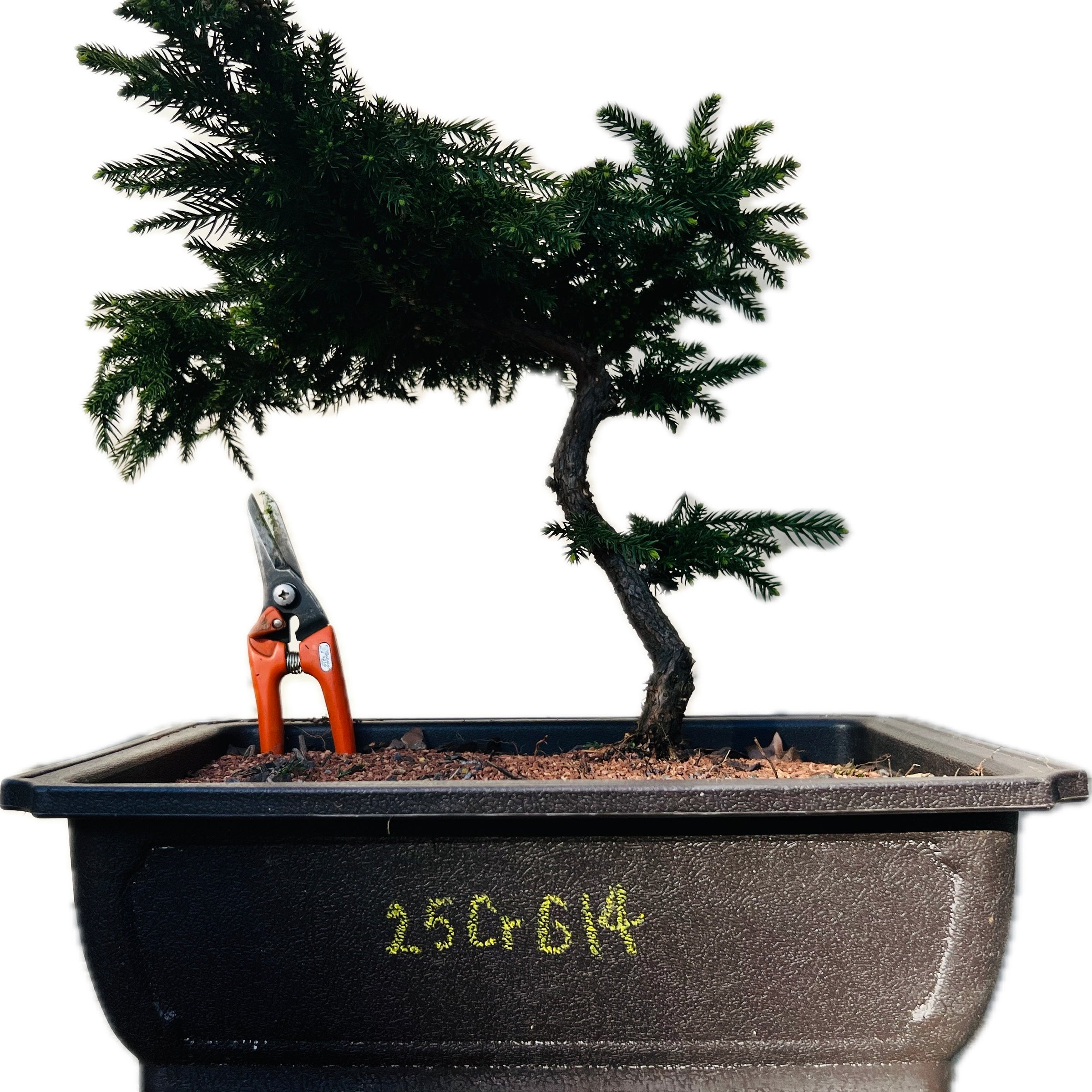 Dwarf Japanese Cedar ‘Gyokuryu’ 25CrG14