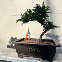 Dwarf Japanese Cedar ‘Gyokuryu’ 25CrG13