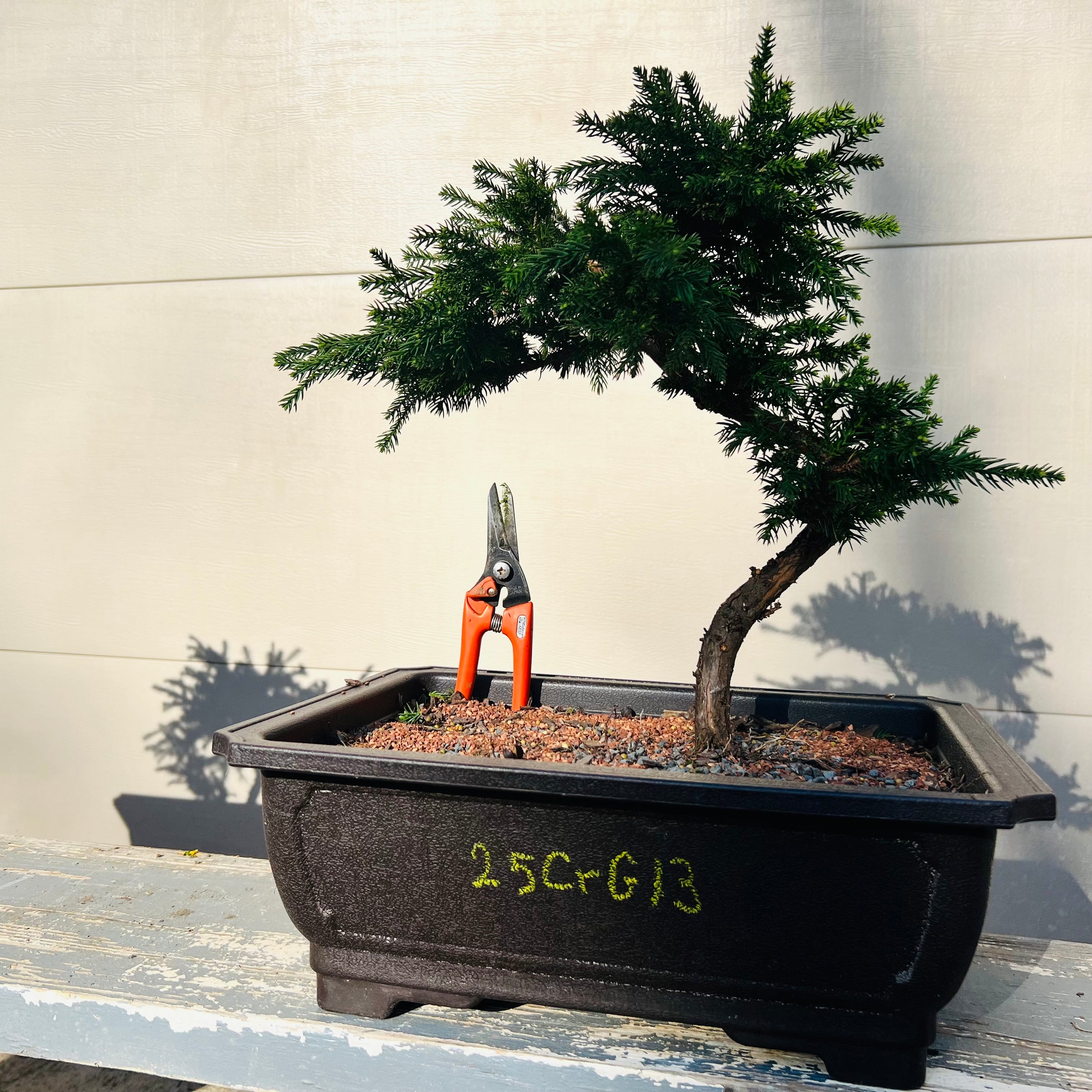 Dwarf Japanese Cedar ‘Gyokuryu’ 25CrG13