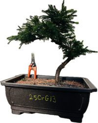 Dwarf Japanese Cedar ‘Gyokuryu’ 25CrG13