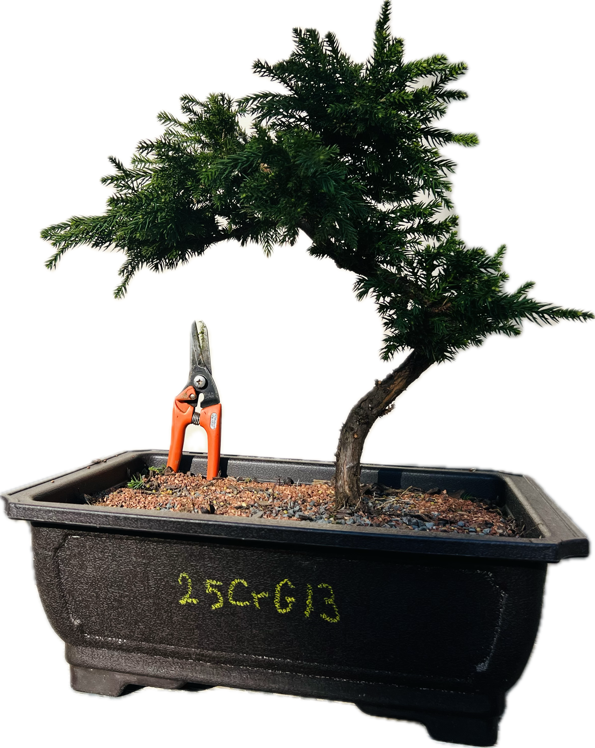 Dwarf Japanese Cedar ‘Gyokuryu’ 25CrG13