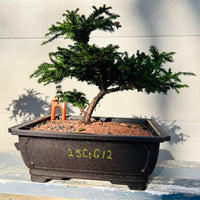 Cryptomeria japonica ‘Gyokuryu’ 25CrG12