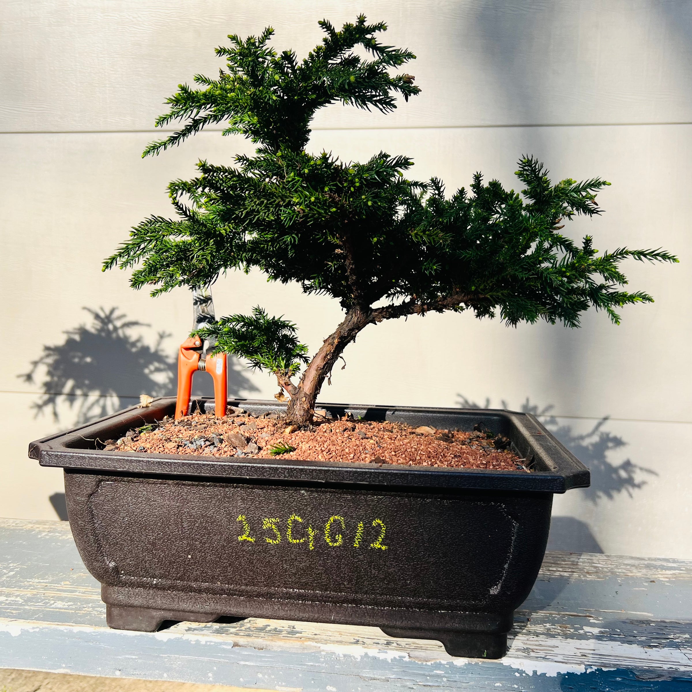 Cryptomeria japonica ‘Gyokuryu’ 25CrG12