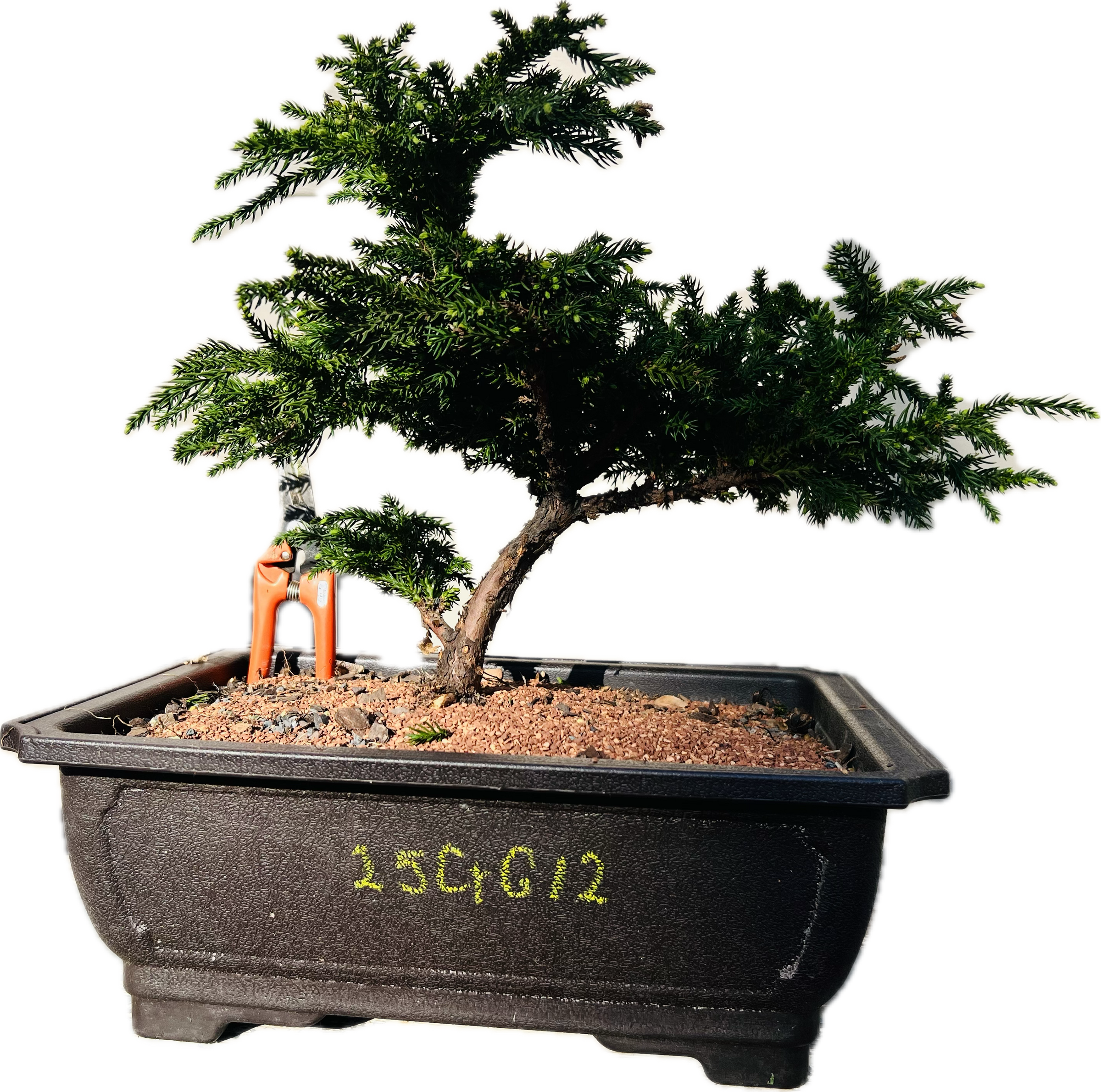 Cryptomeria japonica ‘Gyokuryu’ 25CrG12