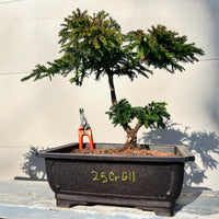 Japanese dwarf Cryptomeria’Gyokuryu’ 25CrG11
