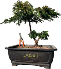 Japanese dwarf Cryptomeria’Gyokuryu’ 25CrG11