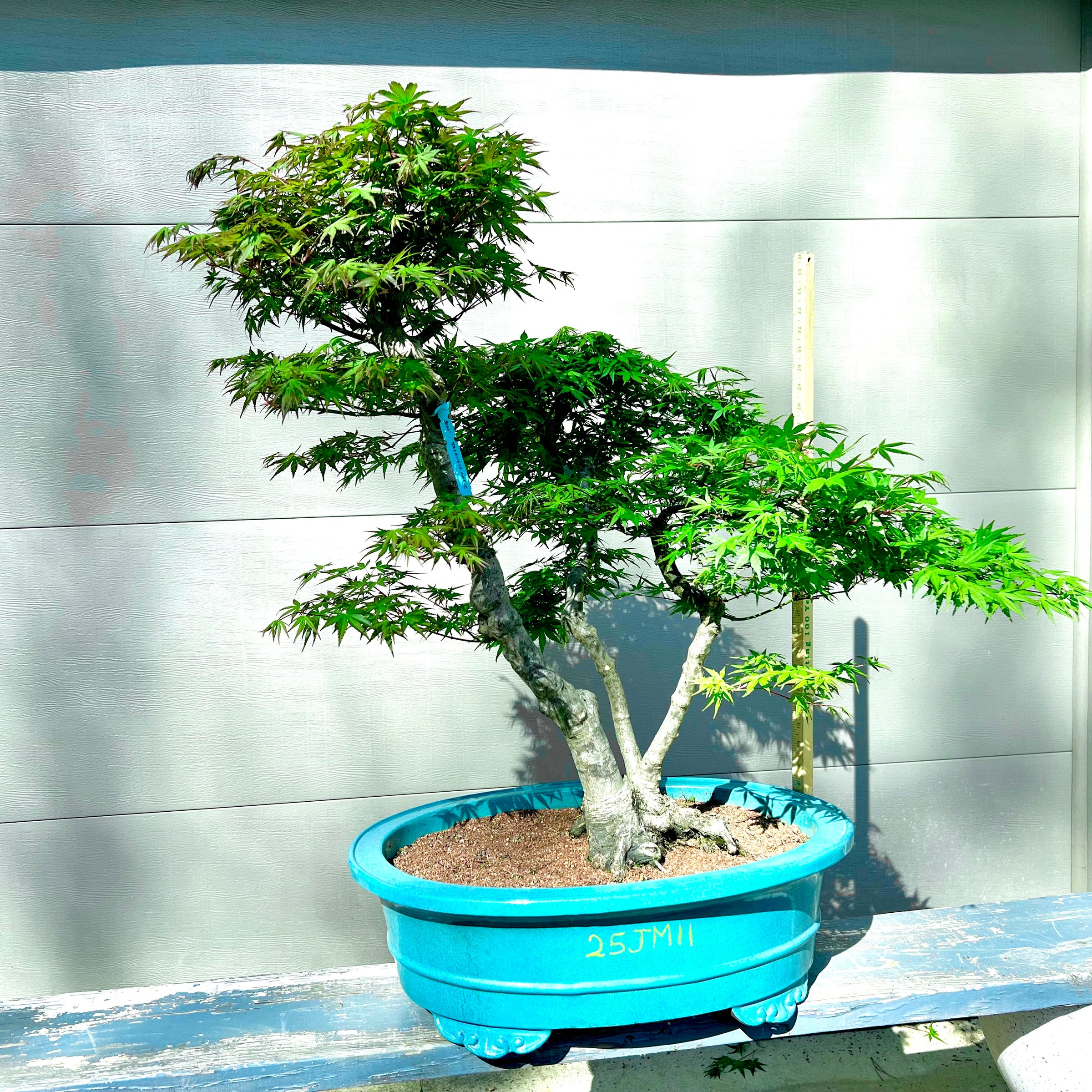 Japanese Maple Bonsai 25JM11