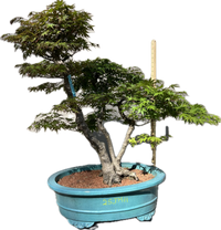 Japanese Maple Bonsai 25JM11
