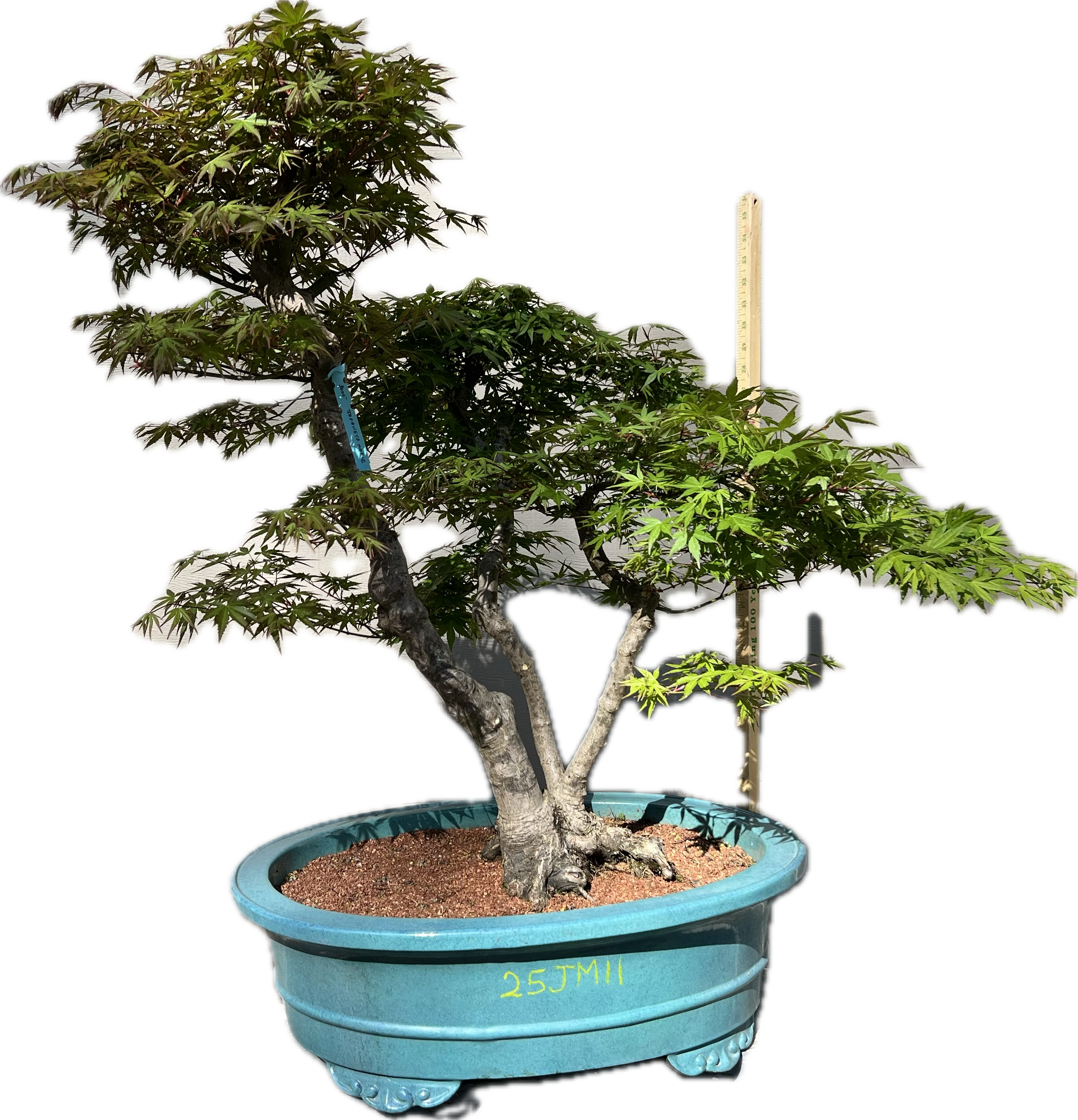 Japanese Maple Bonsai 25JM11